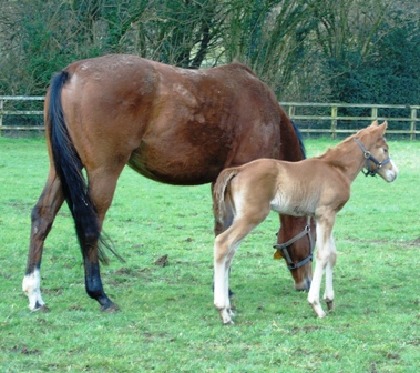 2020 colt by Bobby's Kitten